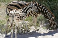 Zebras &ndash; &copy; Annett Müller (Eberhardt TRAVEL)