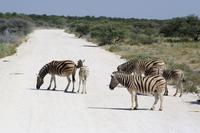 Zebrastreifen &ndash; &copy; Annett Müller (Eberhardt TRAVEL)