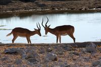 Kleine Rangelei unter Impalas &ndash; &copy; Annett Müller (Eberhardt TRAVEL)