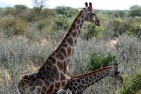 Giraffen &ndash; &copy; Annett Müller (Eberhardt TRAVEL)