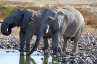 2 Elefanten &ndash; &copy; Annett Müller (Eberhardt TRAVEL)