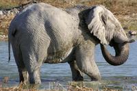 1 Elefant &ndash; &copy; Annett Müller (Eberhardt TRAVEL)