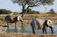 Elefanten &ndash; &copy; Annett Müller (Eberhardt TRAVEL)