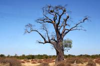 Baobab &ndash; &copy; Annett Müller (Eberhardt TRAVEL)