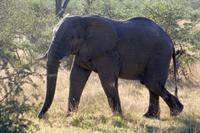 Elefant &ndash; &copy; Annett Müller (Eberhardt TRAVEL)
