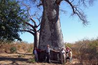 Baobab &ndash; &copy; Annett Müller (Eberhardt TRAVEL)