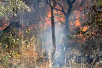 Buschfeuer &ndash; &copy; Annett Müller (Eberhardt TRAVEL)