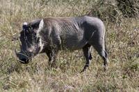 Warzenschwein &ndash; &copy; Annett Müller (Eberhardt TRAVEL)