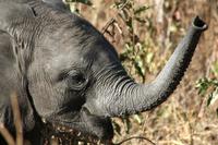 Elefant &ndash; &copy; Annett Müller (Eberhardt TRAVEL)