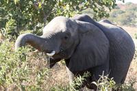 Elefant &ndash; &copy; Annett Müller (Eberhardt TRAVEL)