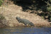 Krokodil &ndash; &copy; Annett Müller (Eberhardt TRAVEL)
