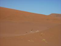 Dead Vlei &ndash; &copy; Cornelia Ritter (Eberhardt TRAVEL)