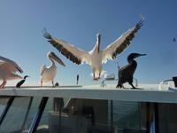 und schön anzusehen &ndash; &copy; Cornelia Ritter (Eberhardt TRAVEL)