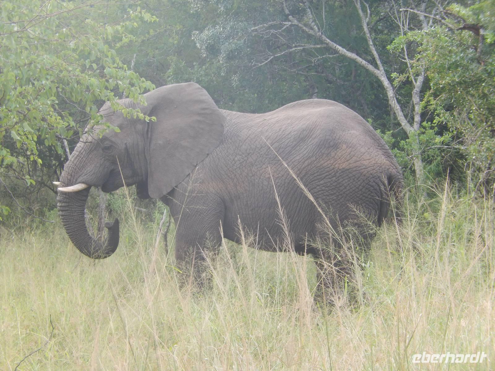 Auf Safari im Hluhluwe-Imfolozi-Nationalpark &ndash; &copy; René Wächtler (Eberhardt TRAVEL)