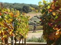 Weingut Tokara &ndash; &copy; René Wächtler (Eberhardt TRAVEL)