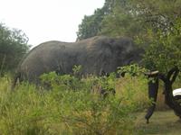 Auf Safari im Hluhluwe-Imfolozi-Nationalpark &ndash; &copy; René Wächtler (Eberhardt TRAVEL)