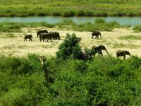 Elefanten - Kruger-NP &ndash; &copy; René Wächtler (Eberhardt TRAVEL)