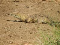 Krokodil - Kruger-NP &ndash; &copy; René Wächtler (Eberhardt TRAVEL)