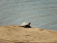 Wasser-Schildkröte - Kruger-NP &ndash; &copy; René Wächtler (Eberhardt TRAVEL)