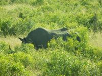 Breitmaulnashorn - Kruger-NP &ndash; &copy; René Wächtler (Eberhardt TRAVEL)