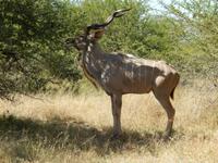 Kudu - Kruger-NP &ndash; &copy; René Wächtler (Eberhardt TRAVEL)
