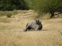 Breitmaulnashorn - Kruger-NP &ndash; &copy; René Wächtler (Eberhardt TRAVEL)