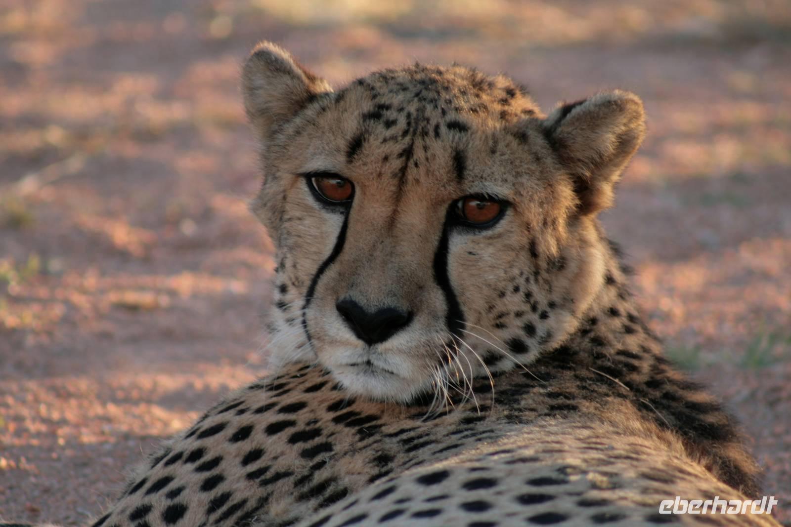 Gepard &ndash; &copy; Annett Müller (Eberhardt TRAVEL)