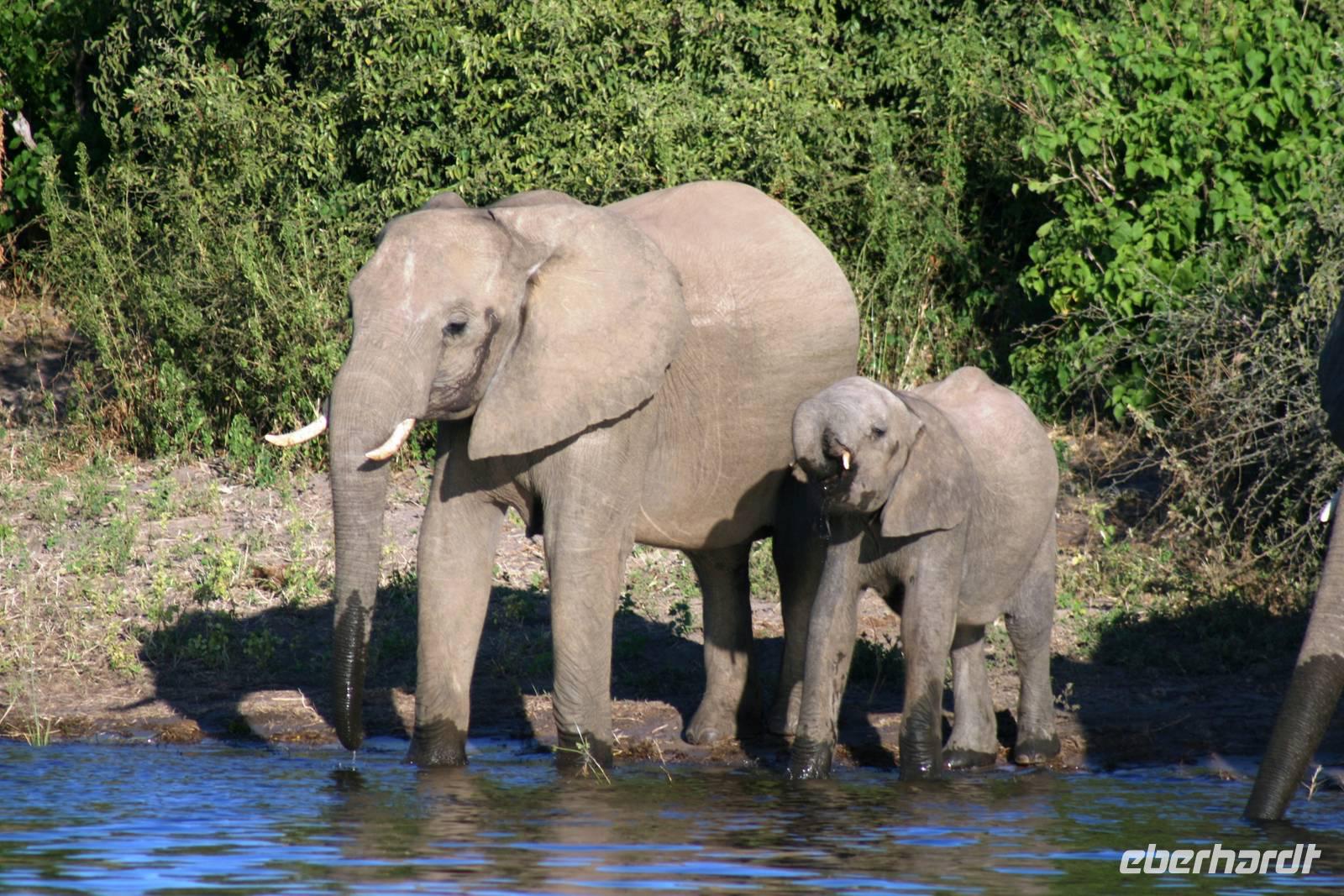 Elefanten &ndash; &copy; Annett Müller (Eberhardt TRAVEL)