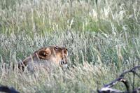 Game Drive &ndash; &copy; Annett Müller (Eberhardt TRAVEL)