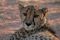 Gepard &ndash; &copy; Annett Müller (Eberhardt TRAVEL)