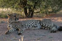 Gepard &ndash; &copy; Annett Müller (Eberhardt TRAVEL)