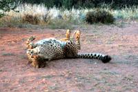 Gepard &ndash; &copy; Annett Müller (Eberhardt TRAVEL)