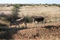 Unterwegs in Namibia &ndash; &copy; Annett Müller (Eberhardt TRAVEL)