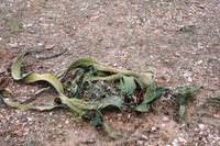 Welwitschia &ndash; &copy; Annett Müller (Eberhardt TRAVEL)