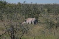 White Rhino &ndash; &copy; Annett Müller (Eberhardt TRAVEL)