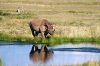 Black Rhino &ndash; &copy; Annett Müller (Eberhardt TRAVEL)