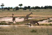 Giraffen &ndash; &copy; Annett Müller (Eberhardt TRAVEL)