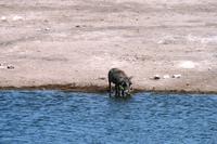 Warzenschwein &ndash; &copy; Annett Müller (Eberhardt TRAVEL)