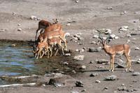 Impalas &ndash; &copy; Annett Müller (Eberhardt TRAVEL)