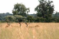 Letchwe - Sumpfantilopen &ndash; &copy; Annett Müller (Eberhardt TRAVEL)