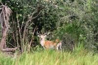 Letchwe - Sumpfantilope &ndash; &copy; Annett Müller (Eberhardt TRAVEL)