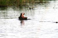 Hippo &ndash; &copy; Annett Müller (Eberhardt TRAVEL)