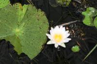 Wasserlilie &ndash; &copy; Annett Müller (Eberhardt TRAVEL)