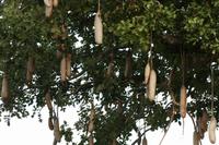 Leberwurstbaum &ndash; &copy; Annett Müller (Eberhardt TRAVEL)
