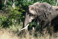 und die ersten Elefanten &ndash; &copy; Annett Müller (Eberhardt TRAVEL)
