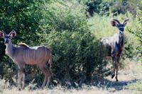 und Kudus