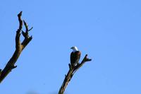 Schreiseeadler - African Fish Eagle &ndash; &copy; Annett Müller (Eberhardt TRAVEL)