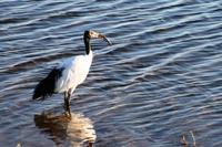 Heiliger Ibis &ndash; &copy; Annett Müller (Eberhardt TRAVEL)