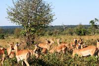 Impalas &ndash; &copy; Annett Müller (Eberhardt TRAVEL)