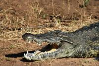Krokodil &ndash; &copy; Annett Müller (Eberhardt TRAVEL)